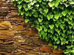 Image result for Ivy Vine Plant