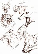 Image result for Fox Drawing Reference