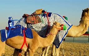 Image result for Dubai Horse Racing