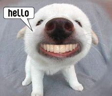 Image result for Funny Hi Hello