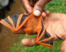 Image result for Thai Painted Bats