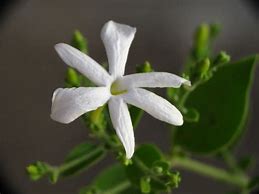 Image result for Sayali Flower