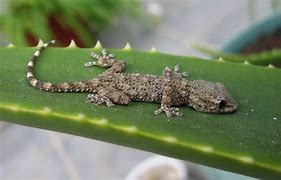 Image result for Gecko