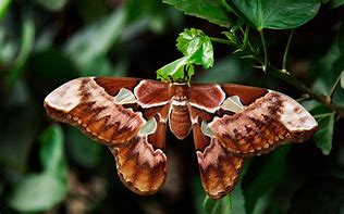 Image result for Biggest Moth Species