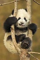 Image result for Funny Cute Baby Panda Bears