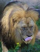 Image result for Lion Black and White I'm