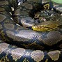 Image result for Top 10 Largest Snakes