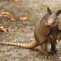 Image result for Armadillo Side View