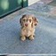 Image result for Cutest Sausage Dog in the World