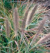 Image result for Pennisetum alopecuroides f. viridescens