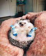 Image result for Funny Cute Creature Pics