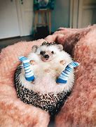 Image result for Funny Animals