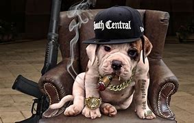 Image result for Gangster Dog with Gun