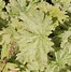 Image result for Geranium phaeum ‘Mrs Charle’