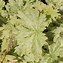 Image result for Geranium phaeum Blauwvoet [J.S.]