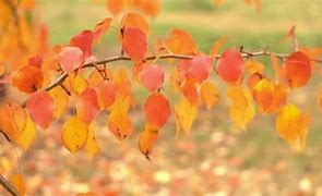 Image result for Apple Tree Leaves