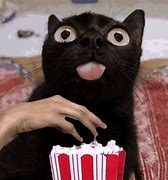 Image result for Popcorn Cat Meme