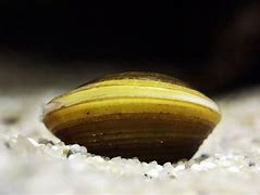Image result for Burrowing Clam Color