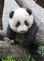 Image result for Baby Animals Panda Bear