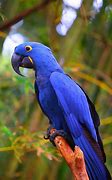 Image result for Winved Animals