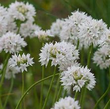Image result for Allium amplectens Graceful Beauty