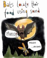 Image result for Crazy Bat Meme