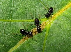Image result for "garden ants"