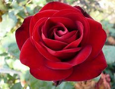 Image result for Rosa Lilly Marleen