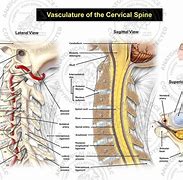 Image result for Diagram of Cervical Spine