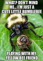 Image result for Insect Text Message Meme
