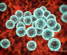 Image result for Chlamydia Pathogen