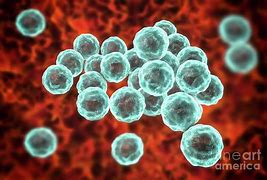Image result for Chlamydia Culture