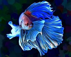 Image result for Fish Lens Artwork
