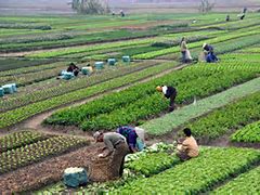 Image result for North Korea Agriculture