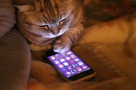 Image result for Animal with Smartphone