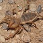 Image result for Biggest Camel Spider in the World