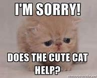 Image result for Ginger Cat Apology Meme