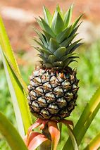 Image result for Pineapple Fruit