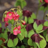 Image result for Oxalis deppei Iron Cross
