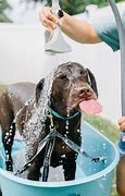 Image result for Hot Dog Bathroom