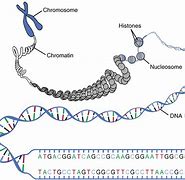 Image result for What Are Genes
