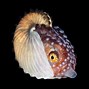 Image result for Pair of Octopuses