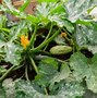 Image result for Planting Squash in Containers