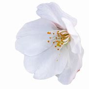 Image result for White Peach Flowers Clip Art