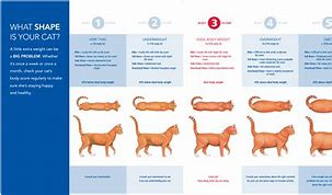 Image result for Cat Size Chart OH Lawd He Comin