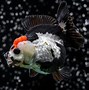 Image result for Expensive Goldfish