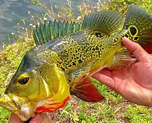 Image result for Peacock Bass Fish