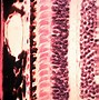 Image result for Histology of Retina Labeled