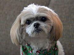 Image result for Best Calm Small Dog Breeds for Seniors