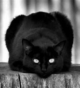 Image result for Cat Sitting On a Rock